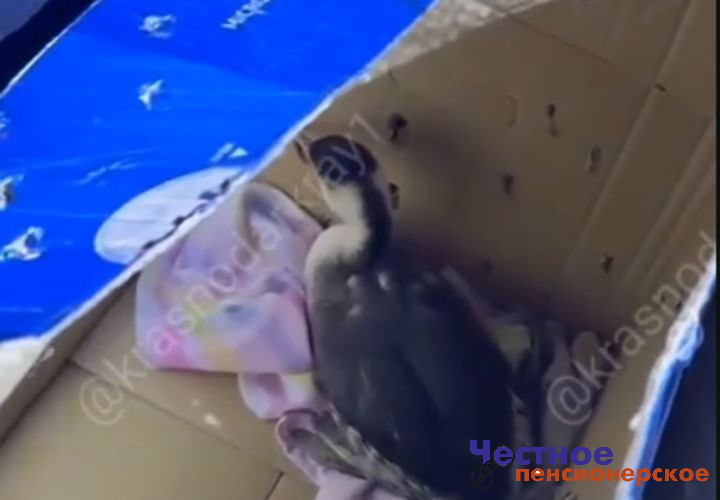 Под Анапой задержали лже-волонтёров, которые промышляли незаконной охотой