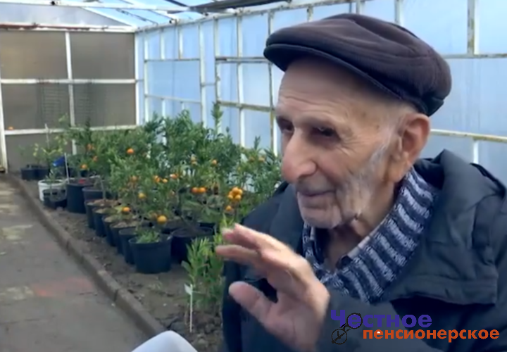 96-летний фермер из Сочи с семьей вырастил 3 тонны мандарин