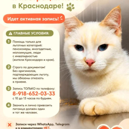Важная забота: бесплатная стерилизация для питомцев