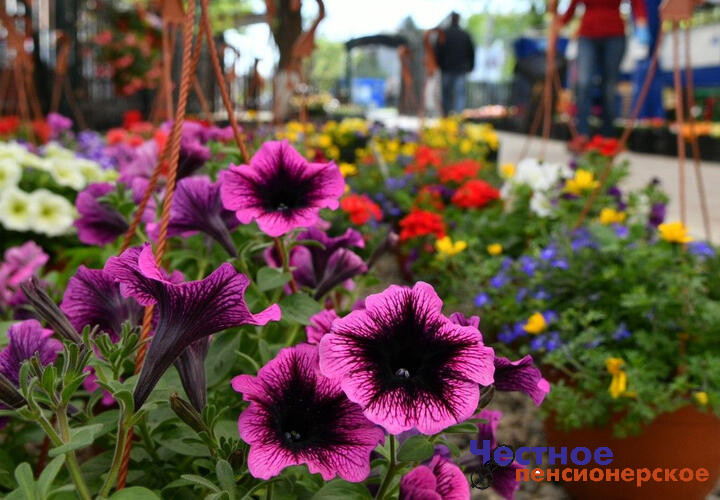 Новые сорта растений, полученные путем селекции, привезут на ярмарку в Краснодаре