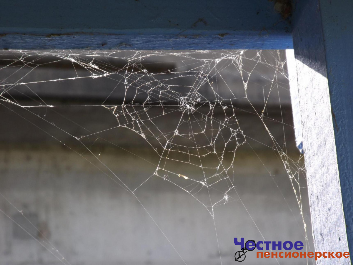 Всего лишь одно растение способно избавить квартиру от насекомых