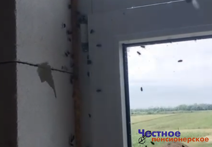 «Полчища мух сжирают нас»: жители Тбилисского района Кубани жалуются на обилие досаждающих насекомых