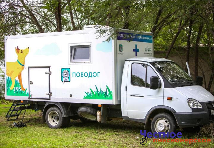 650 кошек и собак бесплатно стерилизовали