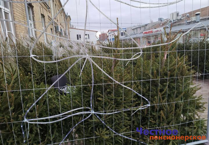 Жадность продавцов привела к кладбищам новогодних елок в Новороссийске